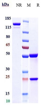 Anti-IAV Reference Antibody