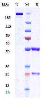 Anti-Histone H2B Reference Antibody