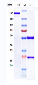 Anti-HGFR / c-Met Reference Antibody