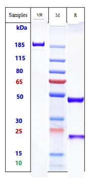 Anti-HGFR / c-Met Reference Antibody