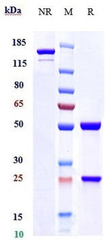 Anti-HA Reference Antibody (Navivumab)