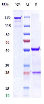 Anti-GPR44 / PTGDR2 / CD294 Reference Antibody