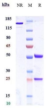 Anti-GLP1R Reference Antibody
