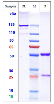 Anti-GD2 Reference Antibody (EMD 273063)