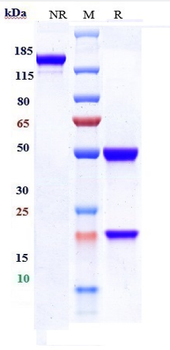 Anti-FGFR1 / CD331 Reference Antibody