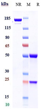 Anti-EPOR Reference Antibody
