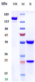 Anti-EphA2 Reference Antibody