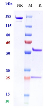 Anti-DLL4 Reference Antibody