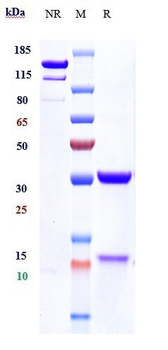 Anti-DKK1 Reference Antibody (BHQ880)