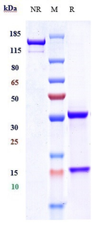 Anti-CYR61 / CCN1 Reference Antibody