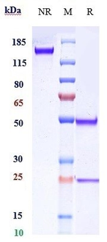 Anti-Complement C5 Reference Antibody (crovalimab)