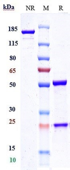 Anti-CLEC4C Reference Antibody