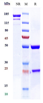 Anti-CD59 Reference Antibody