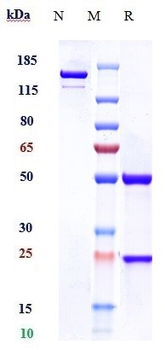 Anti-CD5 Reference Antibody