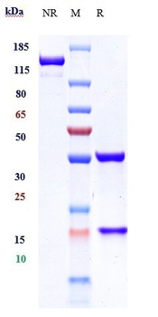 Anti-CD20 Reference Antibody (ibritumomab)