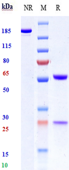 Anti-CD19 Reference Antibody (Immunomedics hA19)