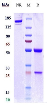 Anti-B7-H6 / NCR3LG1 Reference Antibody