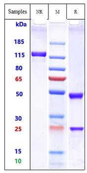 Anti-Abm Reference Antibody ( IgG1+Kappa Isotype Control)