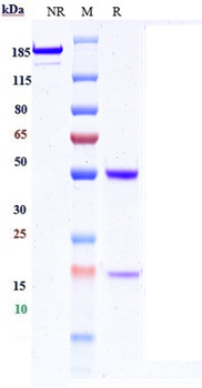 Anti-HGFR / c-Met Reference Antibody (SAIT301)