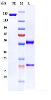 Anti-B7-H3 / CD276 Reference Antibody (mirzotamAb)