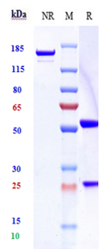 Anti-Siglec-3 / CD33 Reference Antibody (vadastuximab talirine)