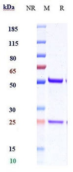 Anti-IL-18 Reference Antibody (ABT-325)