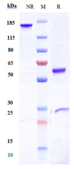 Anti-FcgR3a / CD16a Reference Antibody (AFM13)