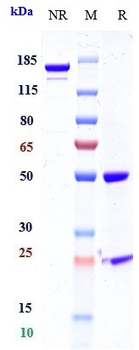 Anti-CTLA-4 / CD152 Reference Antibody (quavonlimab)
