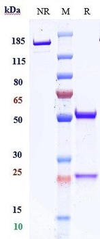 Anti-CD47 Reference Antibody (ligufalimab)