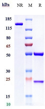 Anti-TGFb1 Reference Antibody (Metelimumab)