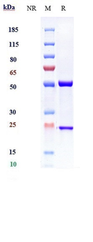 Anti-α-toxin Reference Antibody (Suvratoxumab)