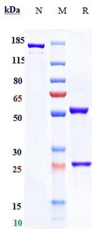 Anti-TNFRSF4 / OX40 / CD134 Reference Antibody (BMS-986178)