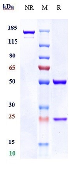 Anti-NaPi2b / SLC34A2 Reference Antibody (Lifastuzumab)