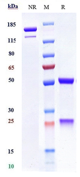 Anti-MICA Reference Antibody (CLN-619)