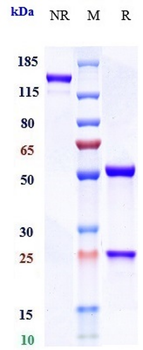 Anti-CD4 Reference Antibody (Semzuvolimab)