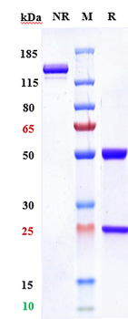 Anti-TROP2 Reference Antibody (datopotamab deruxtecan)