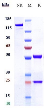 Anti-MU5AC Reference Antibody (ensituximab)