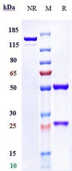 Anti-PDCD1 / PD-1 / CD279 Reference Antibody (Rulonilimab)