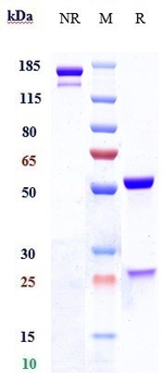 Anti-NOTCH1 Reference Antibody (brontictuzumab)