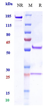 Anti-PDCD1 / PD-1 / CD279 Reference Antibody (zimberelimab)