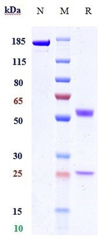 Anti-PVRIG Reference Antibody (GSK4381562)