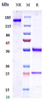 Anti-CD20 Reference Antibody (zuberitamab)