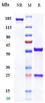 Anti-VEGFR1 / FLT1 Reference Antibody (icrucumab)