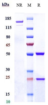 Anti-CD98 Reference Antibody (KHK2898)