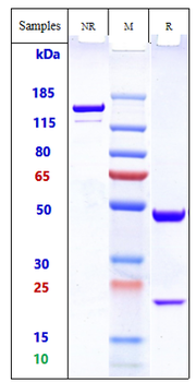 Anti-GD3 Reference Antibody (ecromeximab)