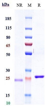 Anti-TNFSF2 / TNFa Reference Antibody (licaminlimab)