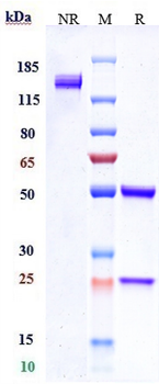 Anti-NaPi2b / SLC34A2 Reference Antibody (lifastuzumab vedotin)