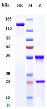 Anti-LY75 / CD205/DEC-205 Reference Antibody (MEN1309)