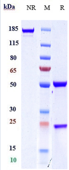 Anti-CD163 Reference Antibody (OR2805)