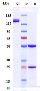 Anti-ACVRL1 / ALK-1 Reference Antibody (ascrinvacumab)